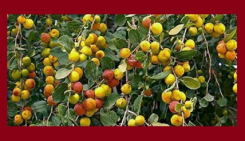 ماذا تعرف عن النبق.. وفوائده؟