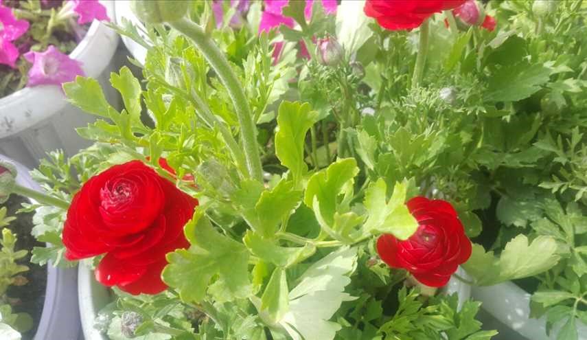 بالصور...ورود من كربلاء المقدسة