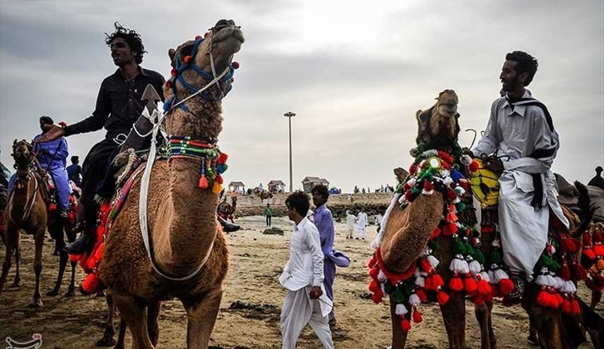 سباق الهجن في جابهار
