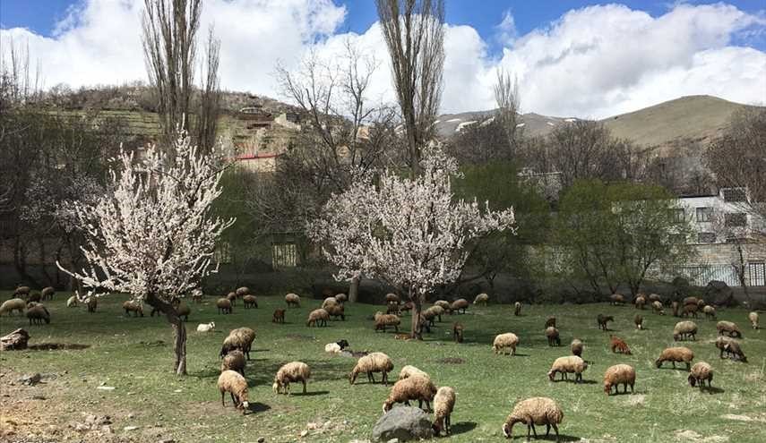 طبيعة الربيع في محافظة همدان