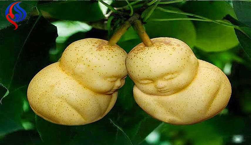 پرورش میوه با شکلهای زیبا و دیدنی
