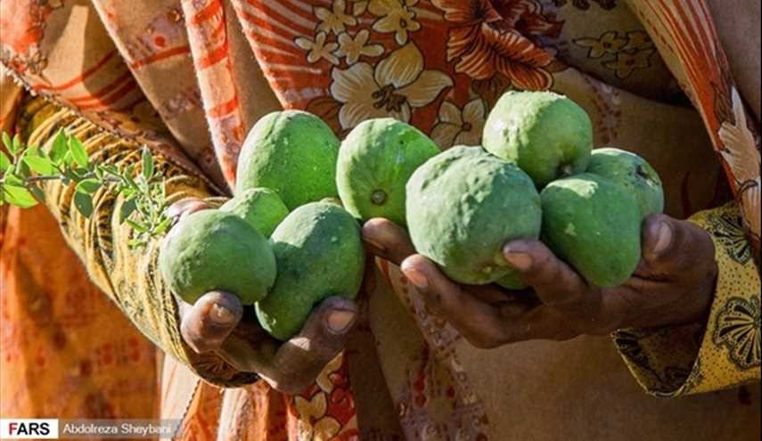 بالصور.. حصاد فاكهة العنبة في ايران
