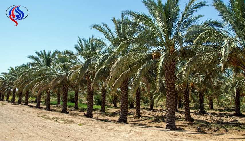 اقدام عراق برای جلوگیری از ورود ریزگردها به ایران