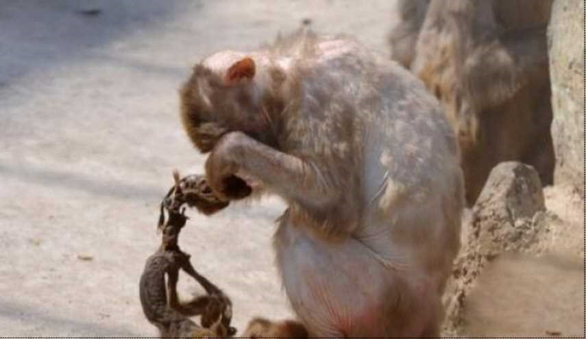 بالصورة.. ردة فعل مؤثرة جدا لقردة مات صغيرها.. شاهد ماذا فعلت!