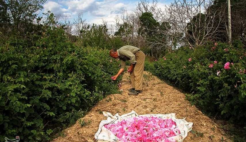 قطف الورد المحمدي في مدينة كاشان