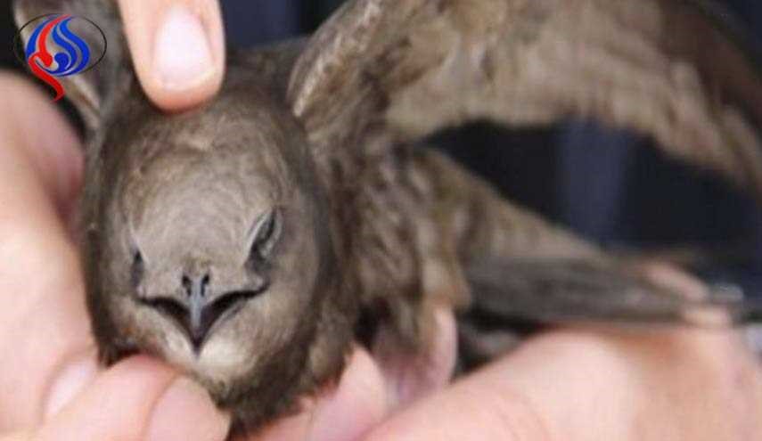 بالصورة ... 