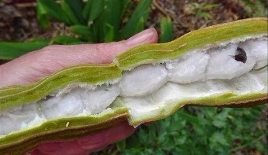 شجرة تُنتج ثماراً بمذاق الآيس كريم بالفانيليا