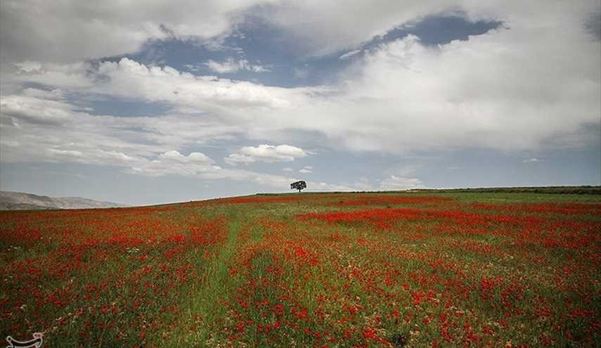 عکسهای زیبایی از دشت شقایق در خراسان شمالی