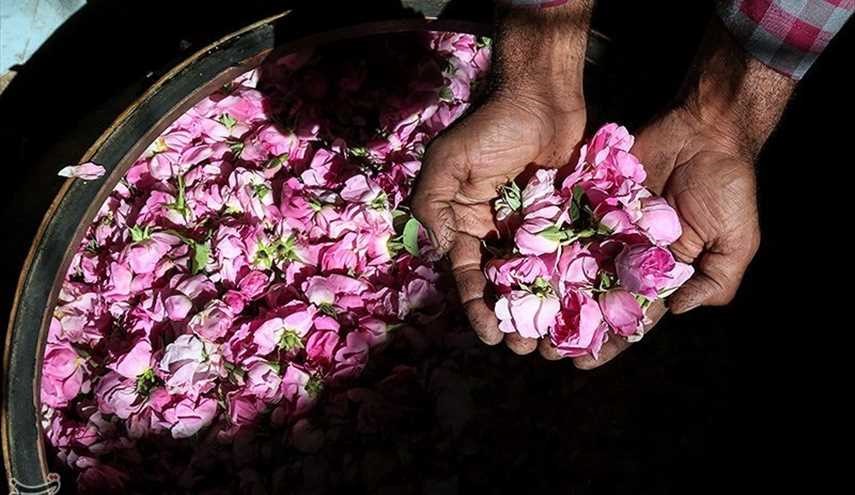 پایان فصل گلاب گیری در کاشان | تصاویر