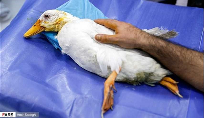 بالصور.. جراحة إزالة الماء الأبيض من عين بطة لأول مرة في ايران