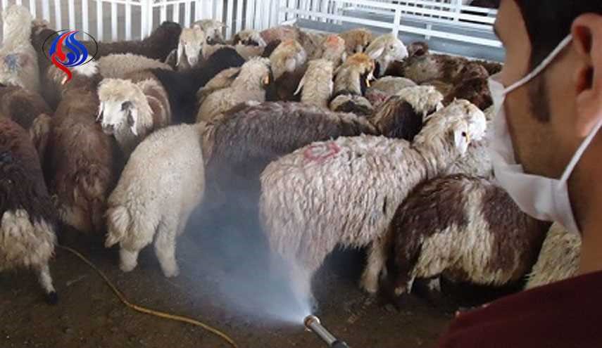 بهترین روش برای مقابله با تب کریمه کنگو