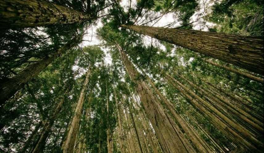 لحياة مريحة وطويلة.. لا تفقد هذا اللون من يومياتك