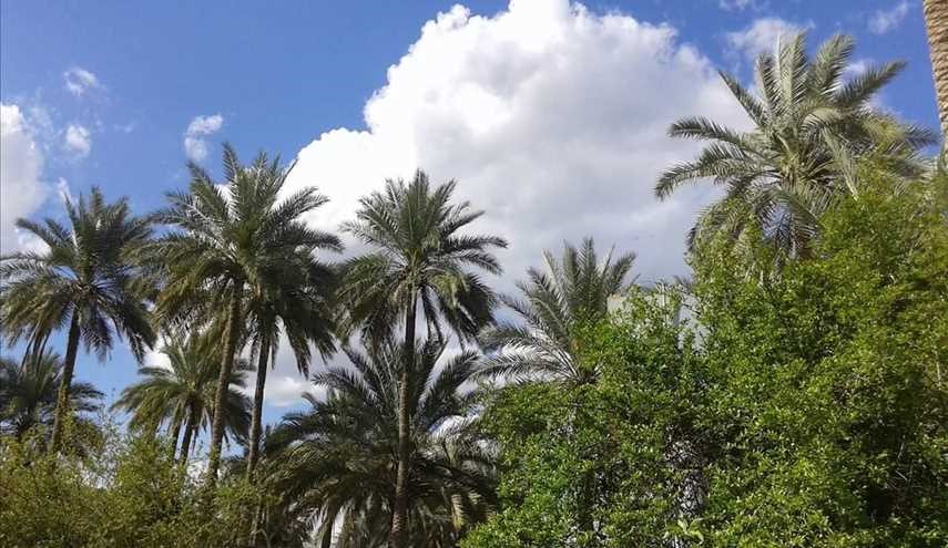 صور لبساتين النخيل  في قرية ام جمل .مدينة طويريج .محافظة كربلاء المقدسة