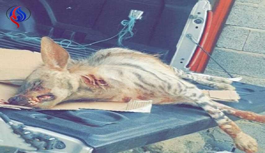 بالصور ..سعوديتان تتمكنان من قتل ضبع مفترس بعد أن هاجمهما