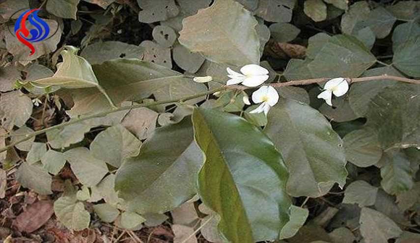 درمان آلزایمر با عصاره گیاه آفریقایی