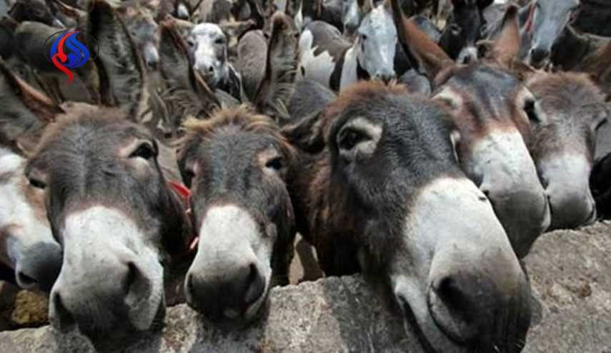 8 کشوری که مردمش «گوشت الاغ» می‌خورند + نقشه و نمودار