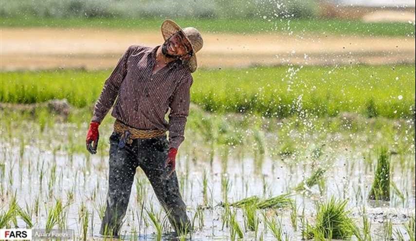 بالصور.. زراعة الأرز في منطقة كامفيروز بمحافظة فارس جنوب ايران