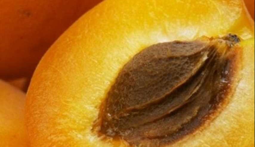 دراسة تكشف عن فوائد ثمرة المشمش
