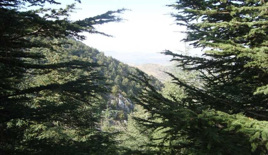 غابات الأرز في لبنان