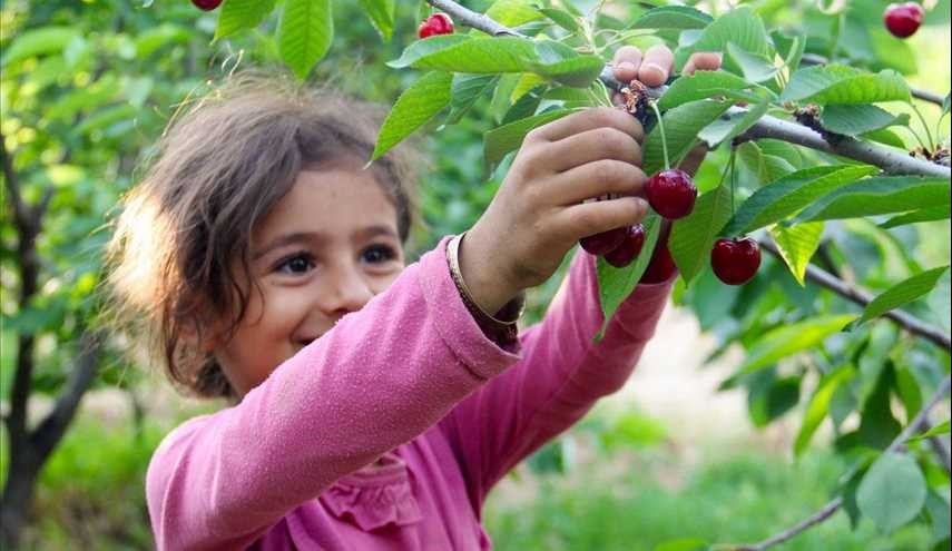 قطف الكرز من بساتين محافظة خراسان