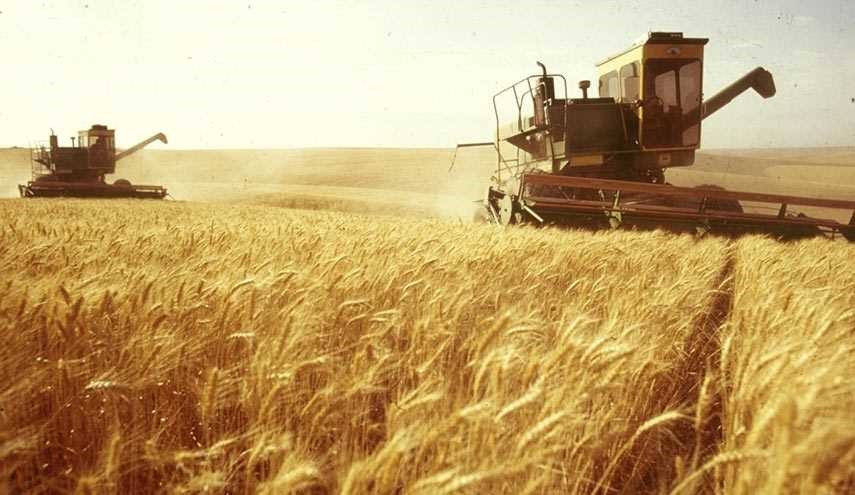 سوريا ..ارتفاع محصول القمح 12%