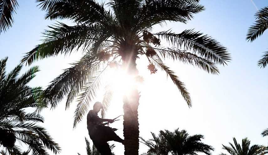 قطف التمور في مدینة شادگان محافظة خوزستان جنوب ایران