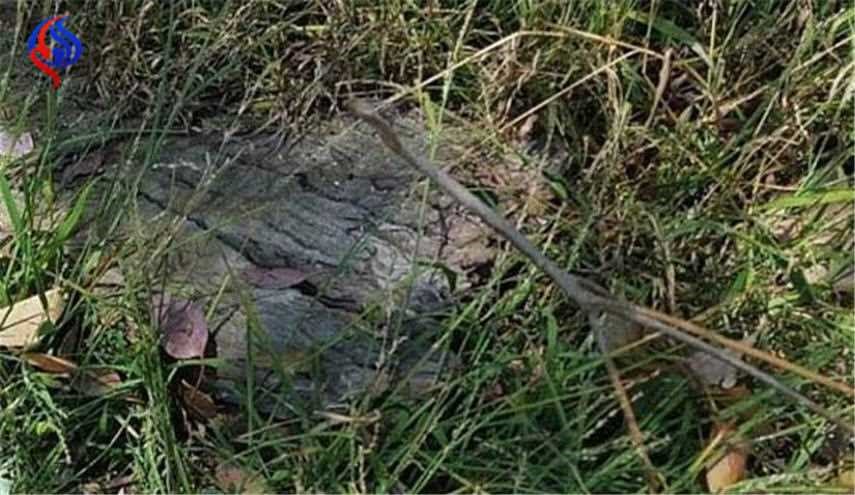 لغز محير.. هل يمكنك استخراج الثعبان من الصورة؟!