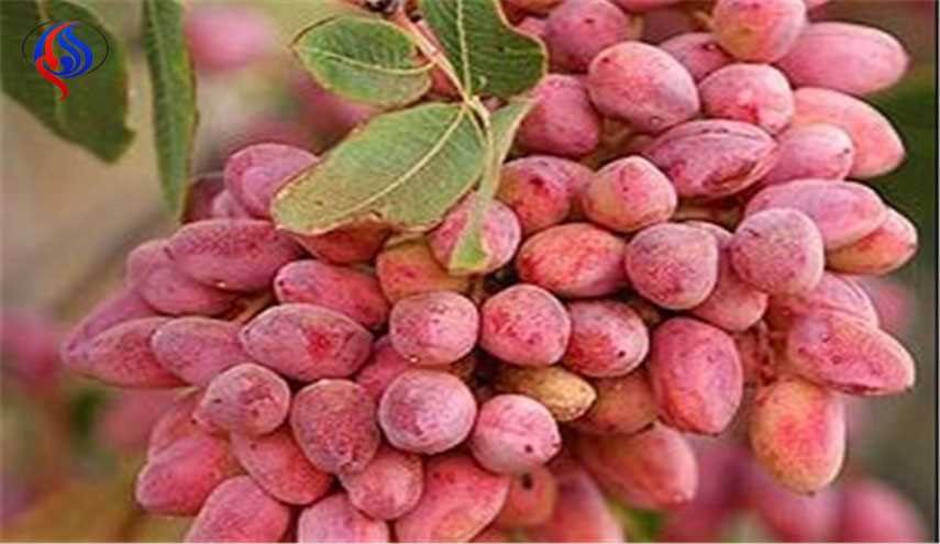 توقعات بتصدير 150 الف طن من الفستق الايراني
