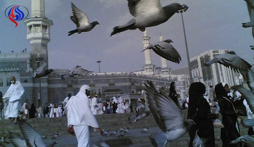 شاهد....هل تعرف هذه المعلومات عن الحمام المكي؟