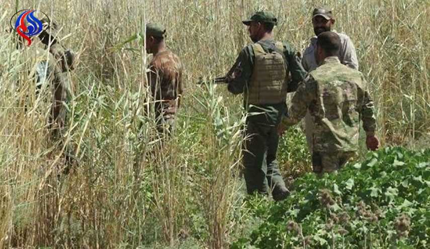 عملية نوعية للحشد الشعبي تسقط الداعشي قاتل آمر اللواء الفيلي