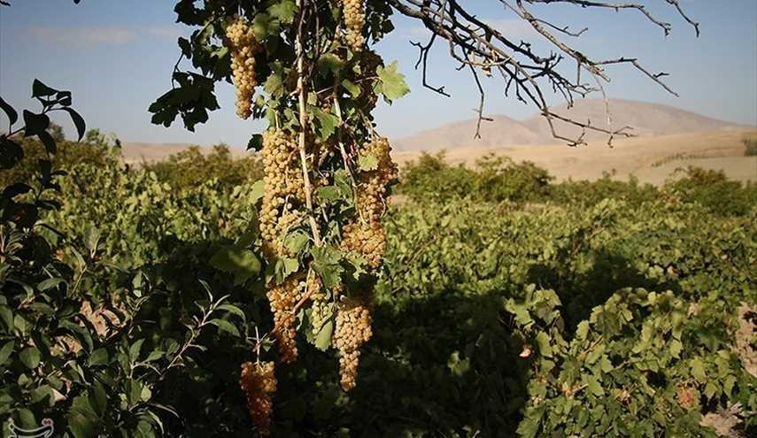 موسم قطف عناقيد العنب في ’’شيروان‘‘