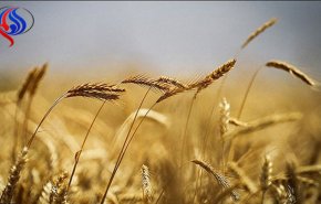 نان غنی شده مالت یا جوانه گندم تهیه شد
