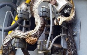 مارهای کولر دوست درد سر ساکنان این شهر شدند