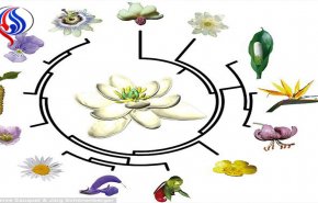 بازسازی فسیل جد گیاهان گل ده روی زمین