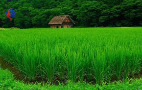 سهم کشاورزی در اقتصاد ایران چند درصد است؟