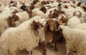 عید قربان امسال در وضعیت هشدار تب کریمه و کنگو