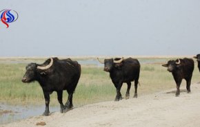 داعش به جان گاومیشهای اهالی دیالی افتاد!