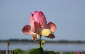 انزلی/گل دهی لاله های تالابی + تصاویر