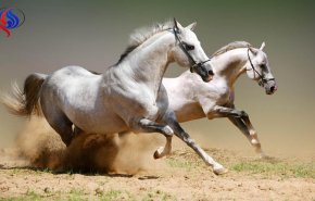 اقامت اسب های عرب در هتل لوکس +عکس