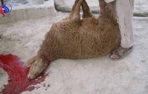 توصیه ای به عزاداران حسینی 