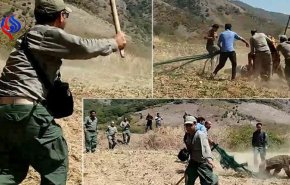 فیلم+ راز مرگ دلخراش توله خرس گلستان فاش شد؛ ضرب و جرح توسط مسئولان