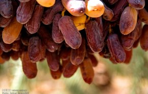 برداشت خرمای پیارم در هرمزگان