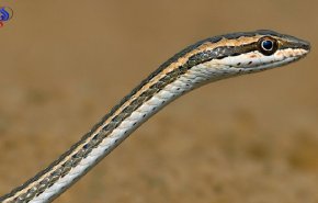 فيديو اغضب الكثيرون... سعودي يطلب من طفله عض ثعبان حي