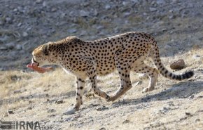 «کوشکی»و«دلبر»دو یوزپلنگ ایرانی در پارک پردیسان