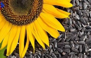 هل صحيح أنّ بذور دوّار الشّمس تسبّب العقم لدى الرّجال؟