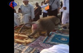 شاهد.. قردة تسلب حقائب زوار جبل النور 