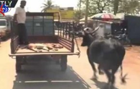 الفيديو .. بقرة تلاحق سيارة تنقل صغيرها الجريح!