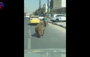 بالفيديو.. دب يتجول في احد شوارع البصرة