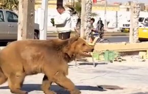 شاهد ماذا فعل دب سوري فار بالعراقيين؟!