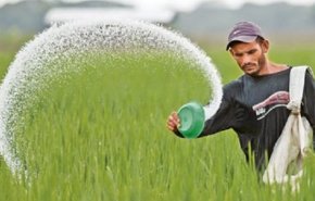 ايران تنتج أكثر من 99 بالمائة من احتياجاتها للبذور الزراعية